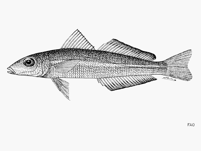 (Sillago Cuvier, 1817) Род СИЛЛАГИ 29 видов